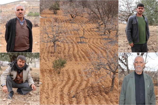 Antep fıstığı üreticisi de kuraklık mağduru