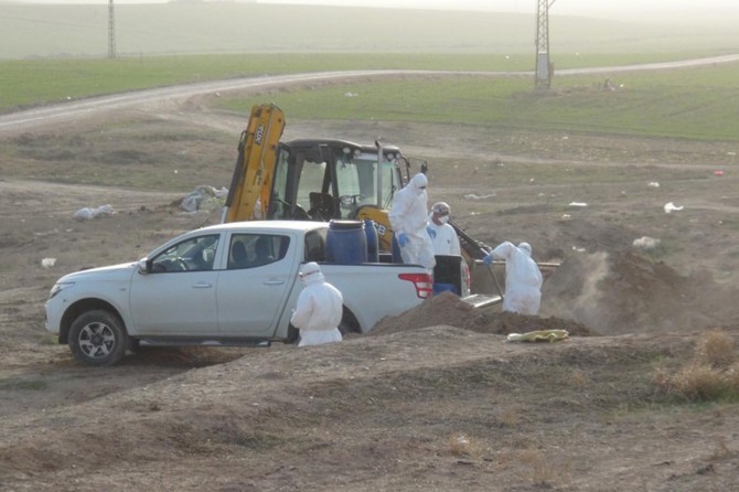 Mardin'de kuş gribi vakası: 609 kanatlı hayvan itlaf edildi