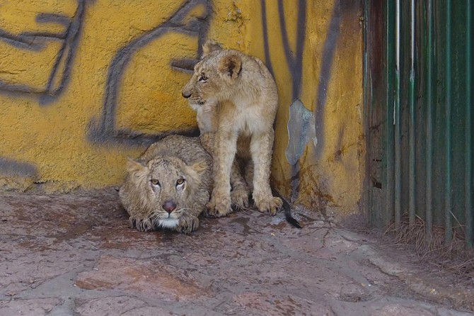 Cumhurbaşkanı Erdoğan'a hediye edilen aslanlara yoğun ilgi