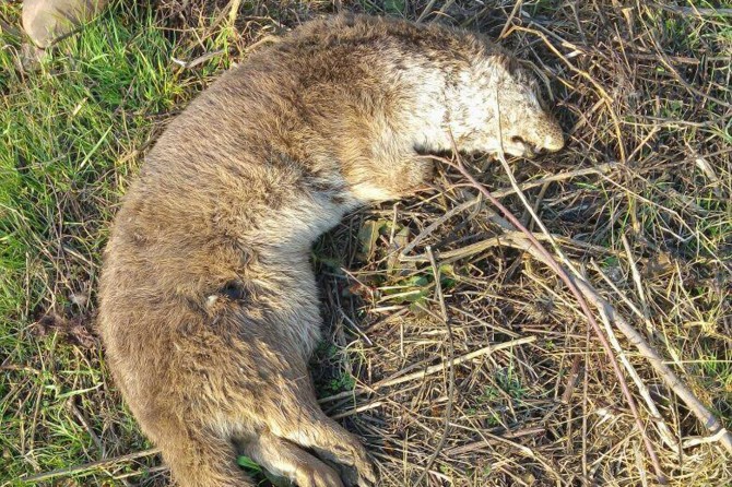 Dicle Nehri civarında ölü su samuru bulundu