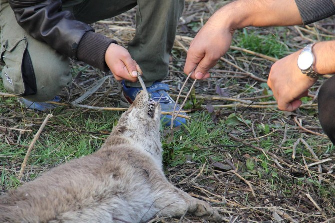 "Su samurunun ekosisteme verildiği faydasının bilinmemesi çok acı"