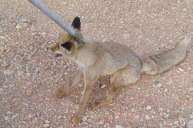 Lağım çukuruna düşen tilki kurtarıldı