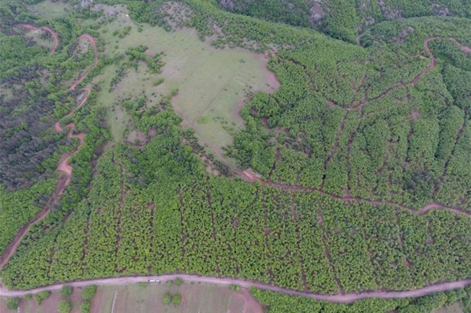 Kastamonu ve Sinop’ta 23 bin 650 dekar ormanlık alanda gençleştirme yapıldı