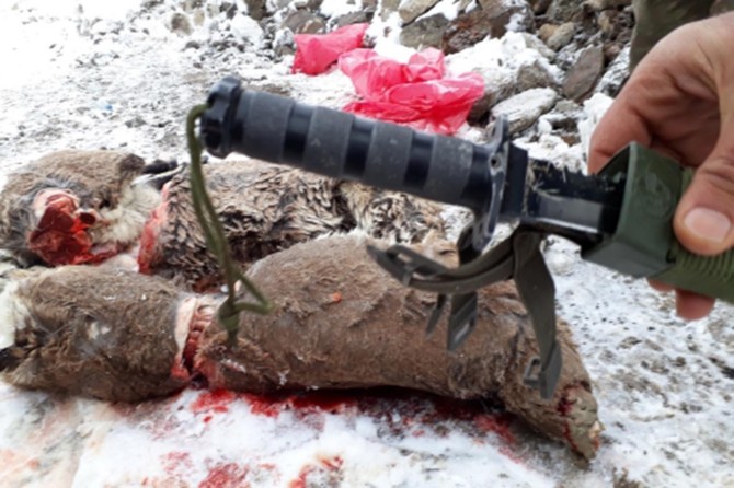 Those who hunt wild goats fined 30,000 Turkish Liras