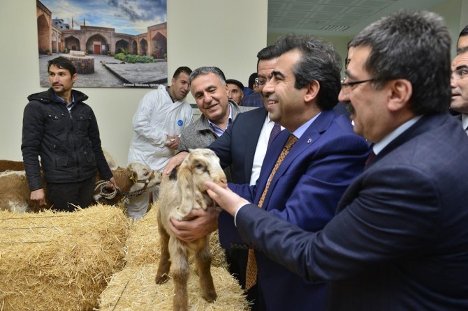 "Türkiye’de doğan her 100 buzağıdan 15'i ölüyor"