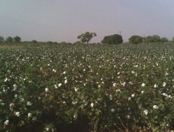 Siverek'te Pamuk Üreticisi Dertli