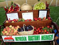 Türkiye Tarım Sektörü Açısından Cennet