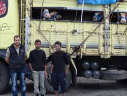 Batı İllerine Kurbanlık Hayvanların Sevki Devam Ediyor