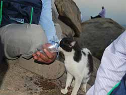 Nurlu Dağların Susuz Kedileri