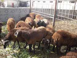 Adana'da Kurbanlık Satış Noktaları Belirlendi