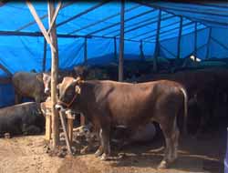 İzmir'de Kurbanlıklar Satışa Hazır