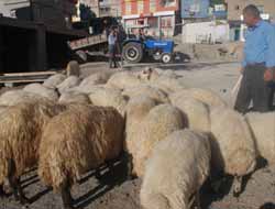 Şırnak'ta Kurbanlıklar Satışa Hazır
