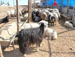 Kurban Besicileri Düşük Fiyatlardan Muzdarip