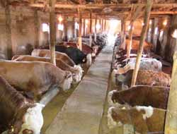 Kurbanlıklar Sahiplerini Bekliyor