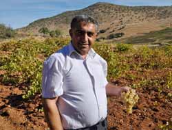 Batman'da Üzüm Hasadı Başladı