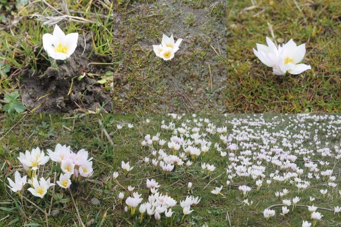 Li Deşta Mûşê berfînên mizgîna biharê derket