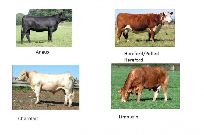 60 bin sığır ithal edilecek