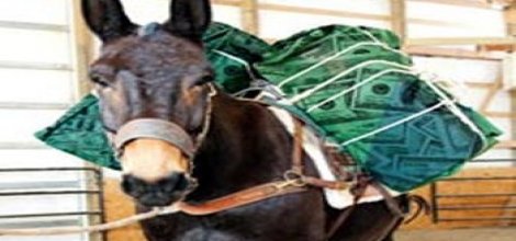 Suriye'den Türkiye'ye katırla dolar akıyor