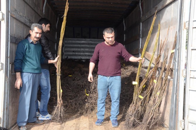 Batman'da çiftçilere ceviz fidanı dağıtıldı