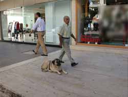 Başıboş Sokak Köpekleri Korku Salıyor (Video)