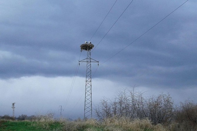 Baharın müjdecisi leylekler Palu'ya gelmeye başladı