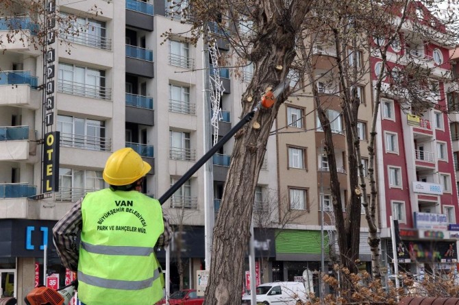 Büyükşehirden ağaç budama çalışması