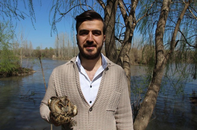 Dicle Nehri civarında yaralı baykuş bulundu
