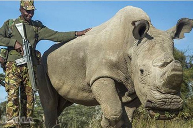 The last male northern white rhinoceros dies