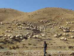 Koçerler, Daha Sıcak Yaylalar İçin Dönüş Yolunda