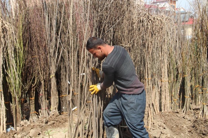 "Fidan dikimi için en uygun vakit bu günler"