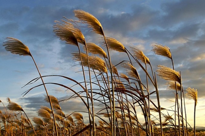 Mardin'de fırtına uyarısı
