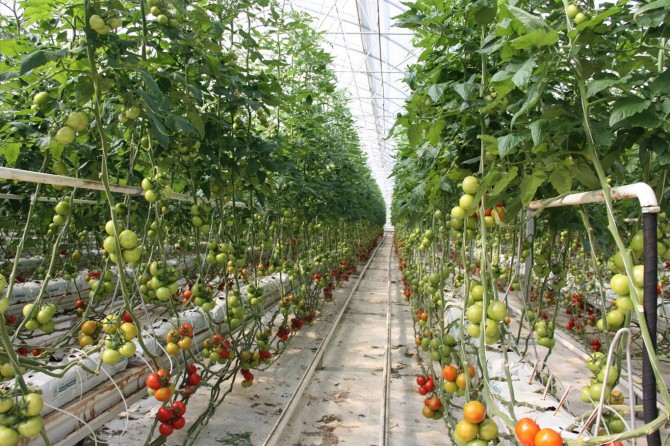 Petrol kuyularının etkisiyle seracılık cazip hale geliyor