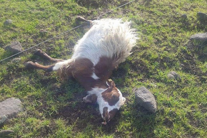 Kopan gerilim hattı bir koyunu telef etti