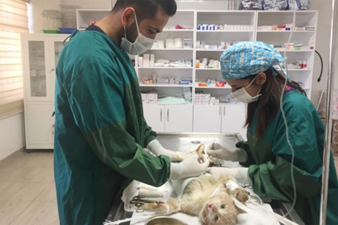 Kediye fıtık ameliyatı yapıldı