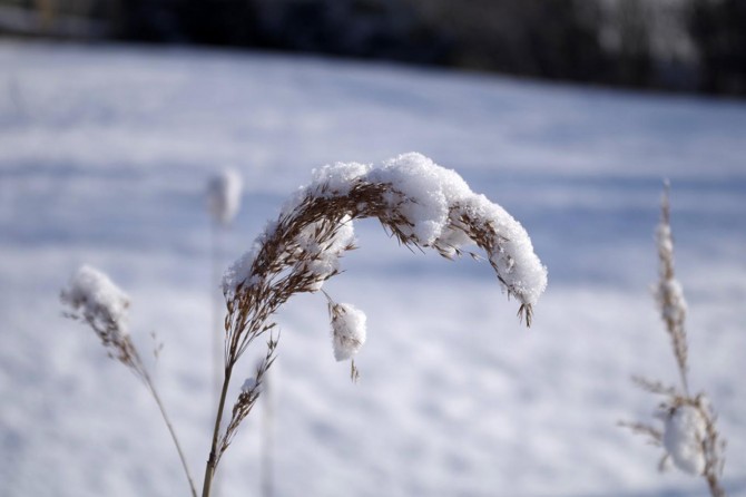 Meteorolojiden zirai don uyarısı