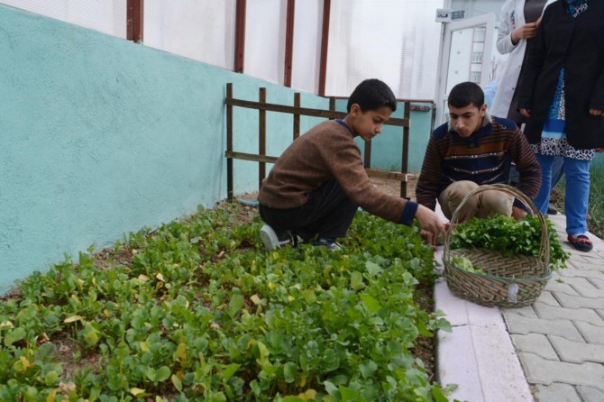 Engelsiz Yaşam Akademisinde hasat zamanı