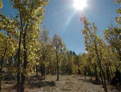 Ağaçlar Yaprak Dökmeye Başladı