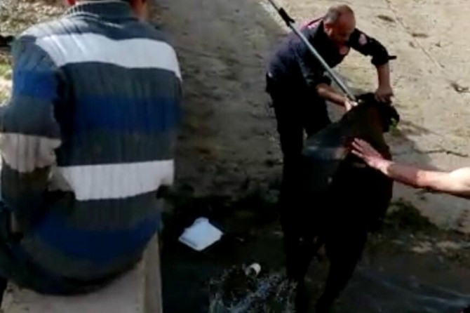 Su kanalına düşen inek kurtarıldı