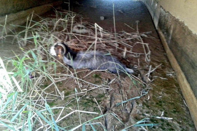 Bataklıkta mahsur kalan keçi kurtarıldı