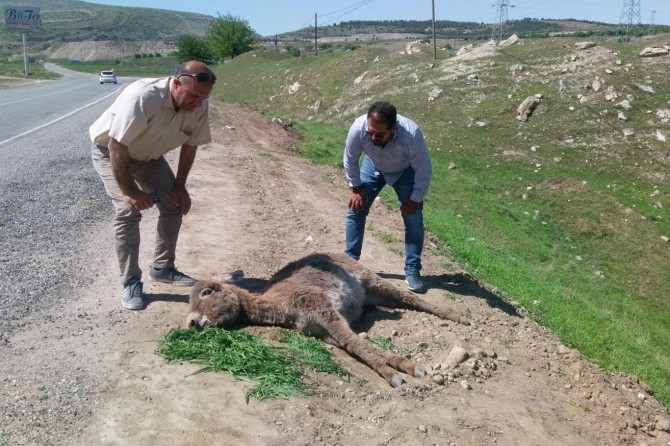 Arabanın çarptığı sıpa ağır yaralandı