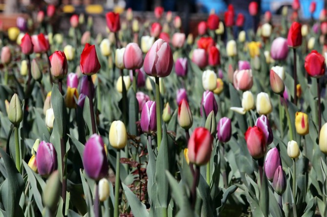 Van’da lale zamanı