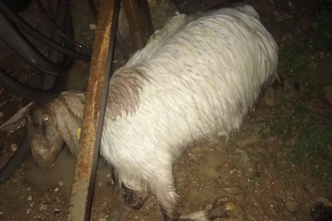 Elektrik akımına kapılan 4 koyun telef oldu