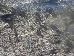 Alkumru Barajı'na 100 Bin Adet Balık Salındı