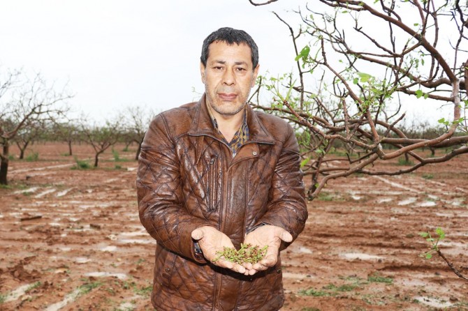 Dolu, fıstık bahçesi ve hububat alanlarını vurdu