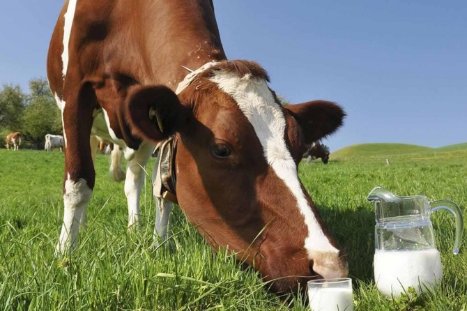 İnek sütü miktarı arttı