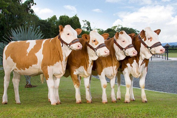 Ew ê 500 hezar heywan bên îthalkirin