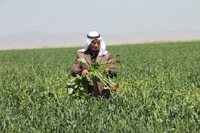 ​"Nisan yağmuruyla ekinlerin rengi değişti"