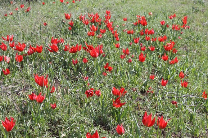 Muş Ovasında laleler yeşermeye başladı