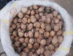 Ceviz Fiyat Rekortmeni Oldu!