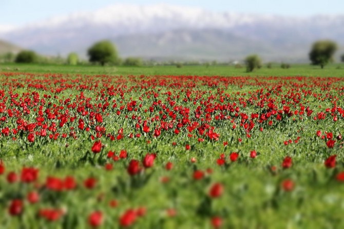 Stunning tulips dancing in Bingöl's plain